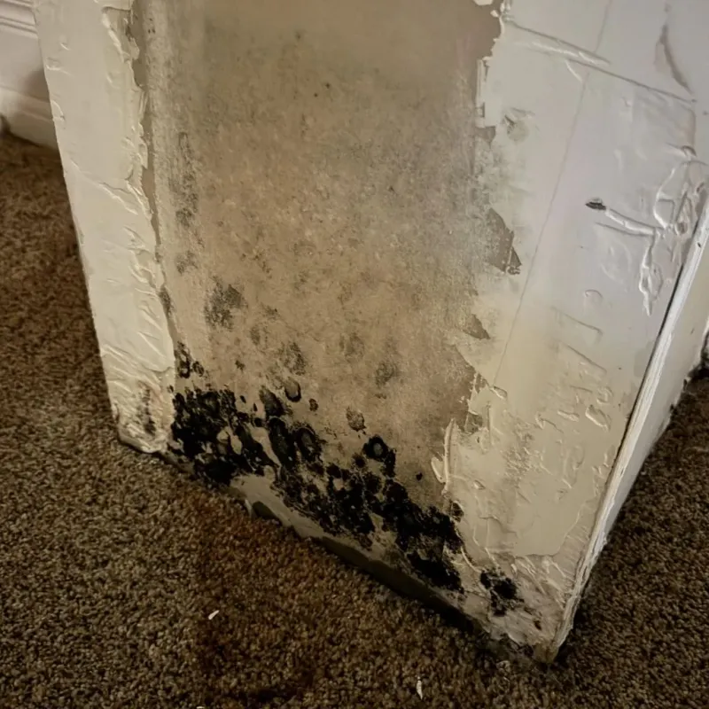 Professional Mold Removal in Pendleton, SC